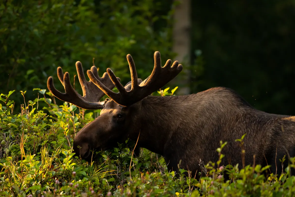 A bull moose with large velvet-covered antlers browsing in green brush at the edge of a forest in low evening light.