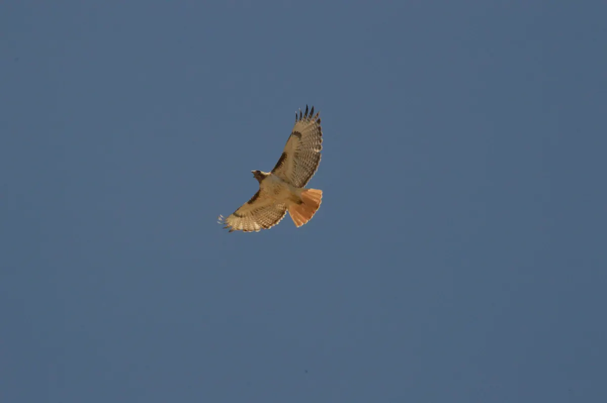 A red-tailed hawk soaring against a clear blue sky, wings and rust-colored tail spread wide.
