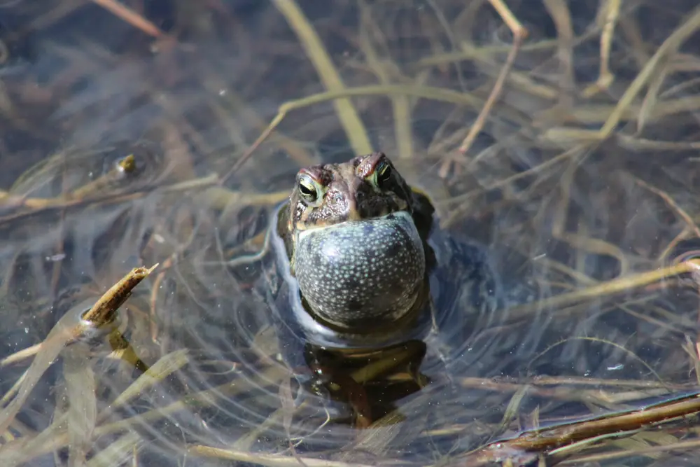 An American toad floating in shallow water among dead grass with its throat pouch inflated as it calls