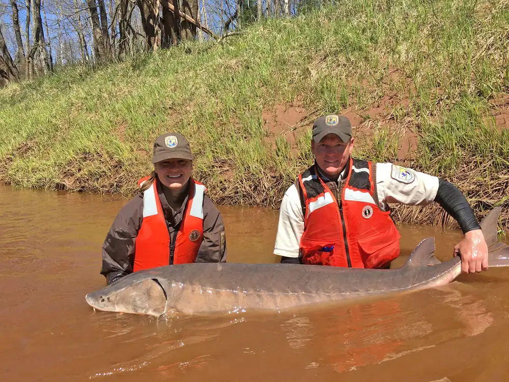 Two wildlife biologists in orange vests stand in a muddy river holding a very large lake sturgeon