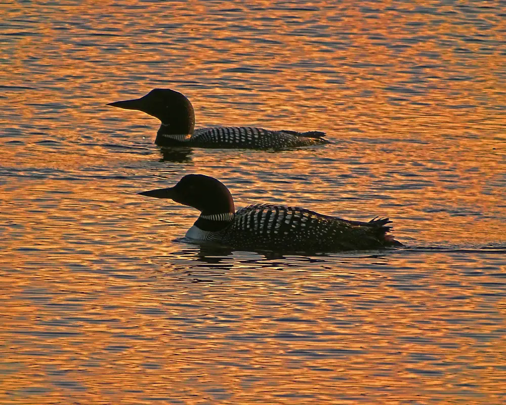 Two common loons with black heads and checkered backs swimming on calm water that glows orange