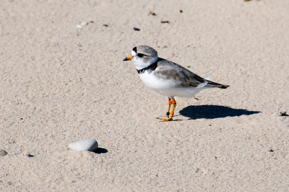 A small piping plover with a black neck band and orange legs standing on pale sand beside a single smooth stone