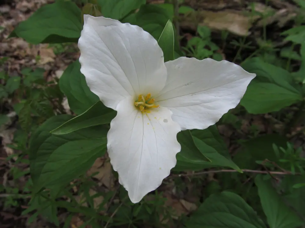 A large white three-petaled trillium flower with a yellow center above whorled green leaves on the forest floor
