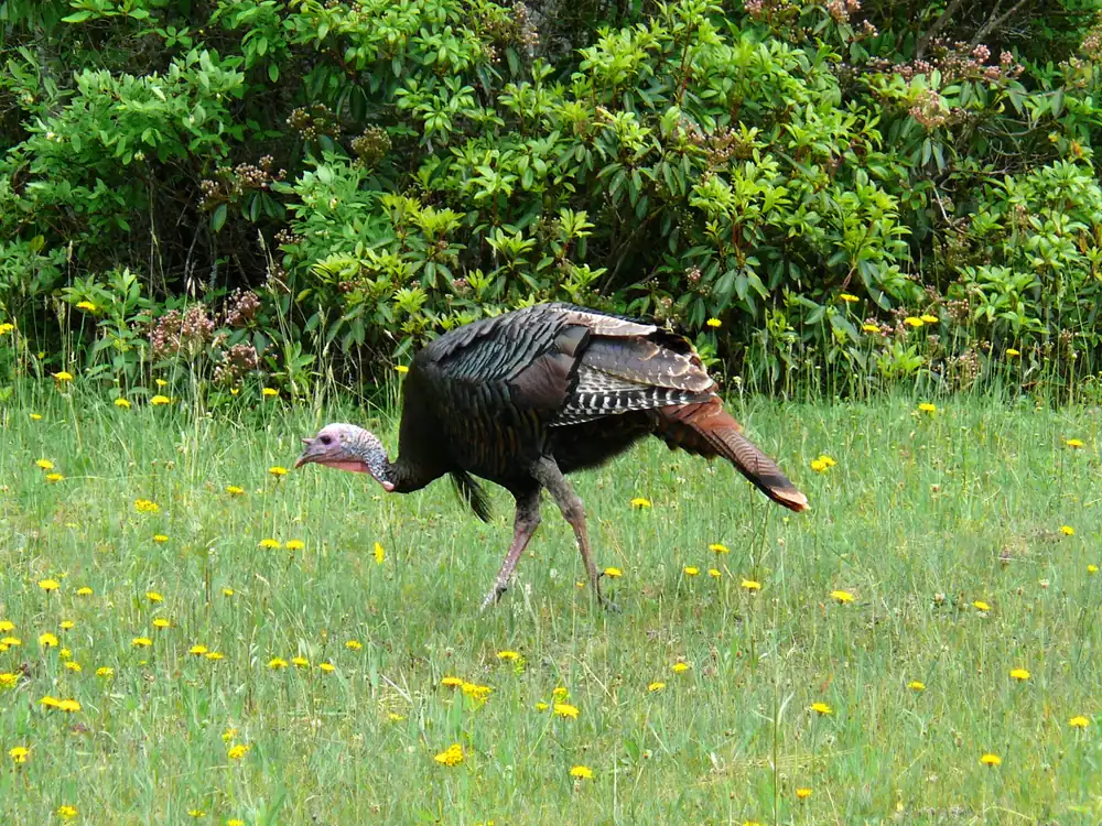 A male wild turkey with a bare pink head walking across a green field dotted with dandelions