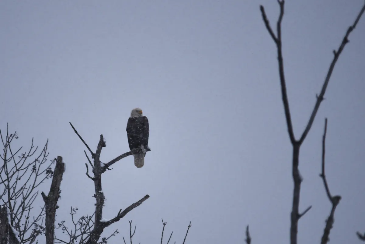 An adult bald eagle perched on a bare branch during a snowfall