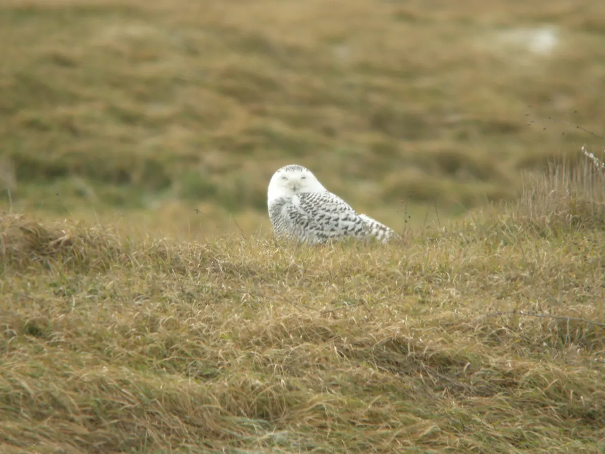 A white snowy owl with dark flecks resting on open, flat ground