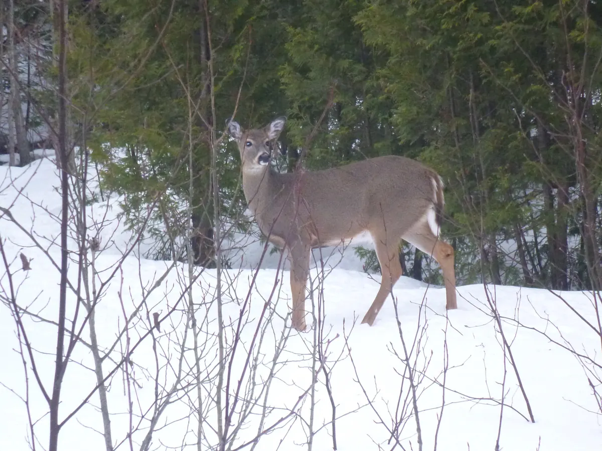 A white-tailed deer standing in deep snow among trees