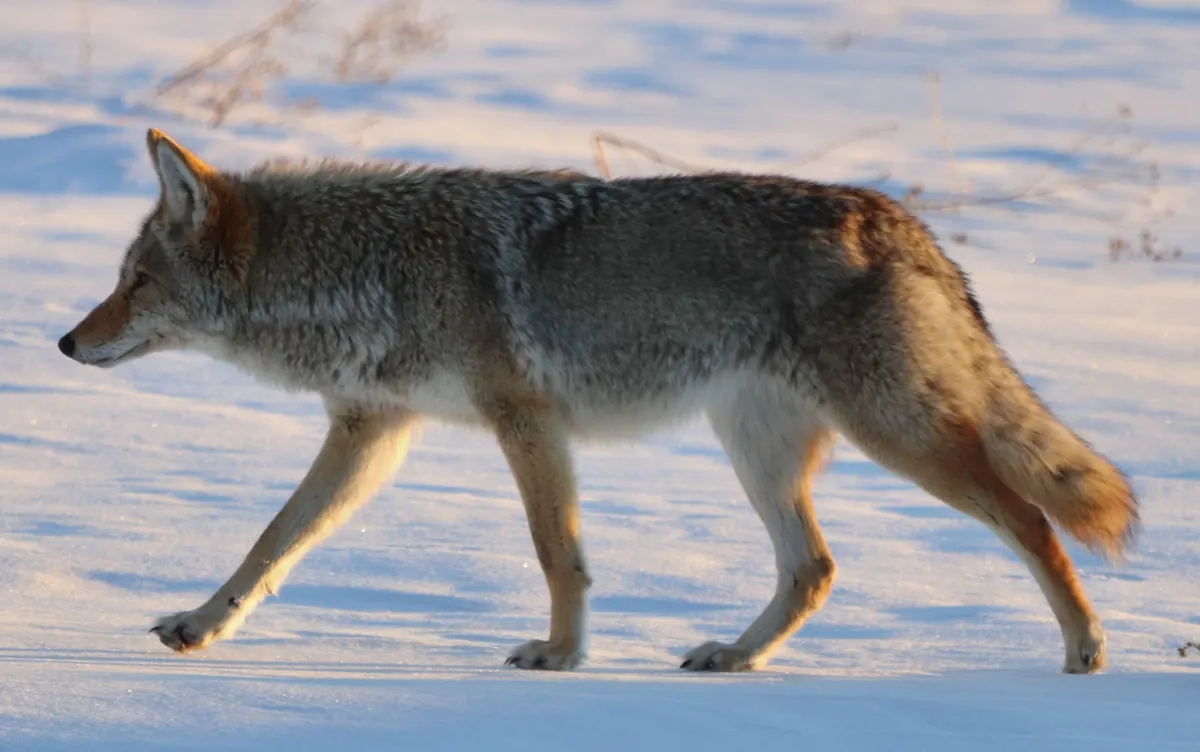A coyote in a thick gray and tawny winter coat trotting across wind-packed snow in low evening light