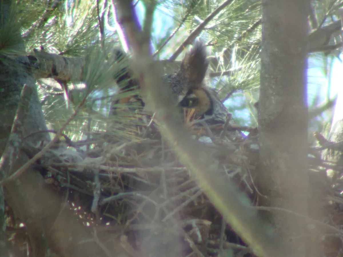 A great horned owl with upright ear tufts peering over the rim of a large stick nest in a white pine