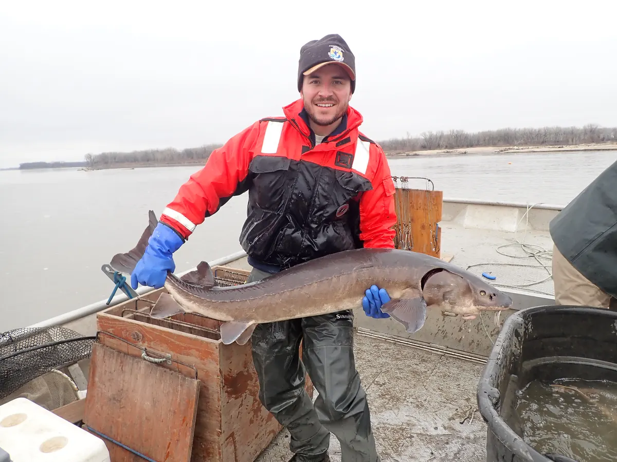 A biologist in a red float coat holding a long gray lake sturgeon with a shark-like tail and bony plates on a boat deck, with a gray winter river behind
