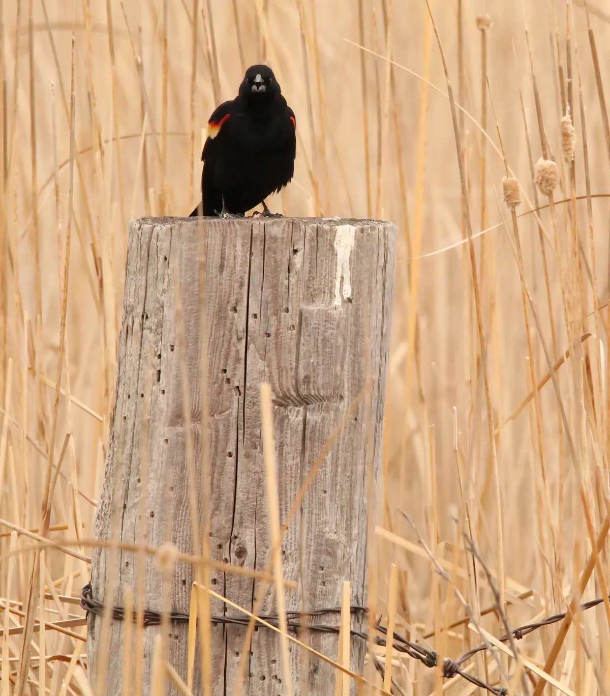 A male red-winged blackbird, black with a red and yellow shoulder patch, calling from the top of a weathered fence post among tall tan winter cattails