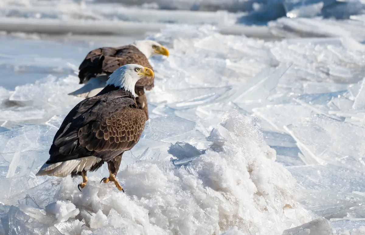 Two adult bald eagles standing close together on a pile of broken river ice