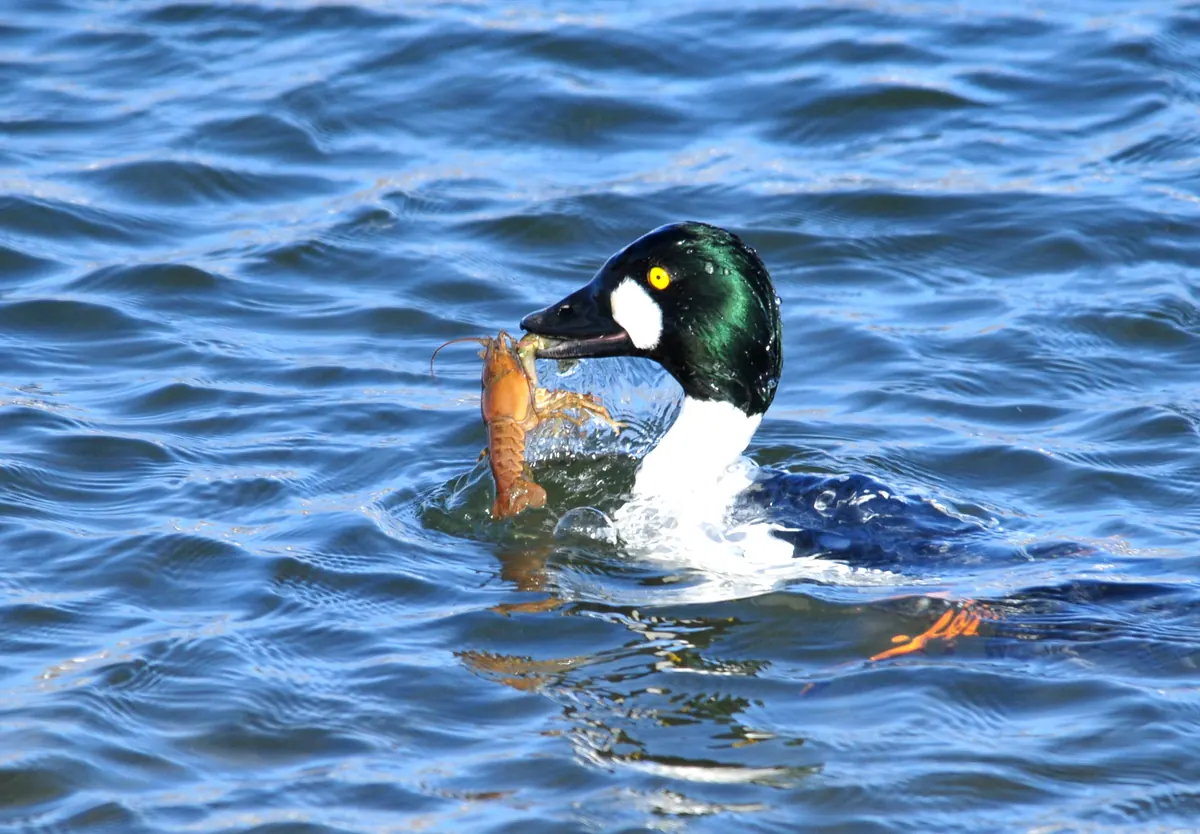 A male common goldeneye with a green head and white cheek spot surfacing with a crayfish in its bill