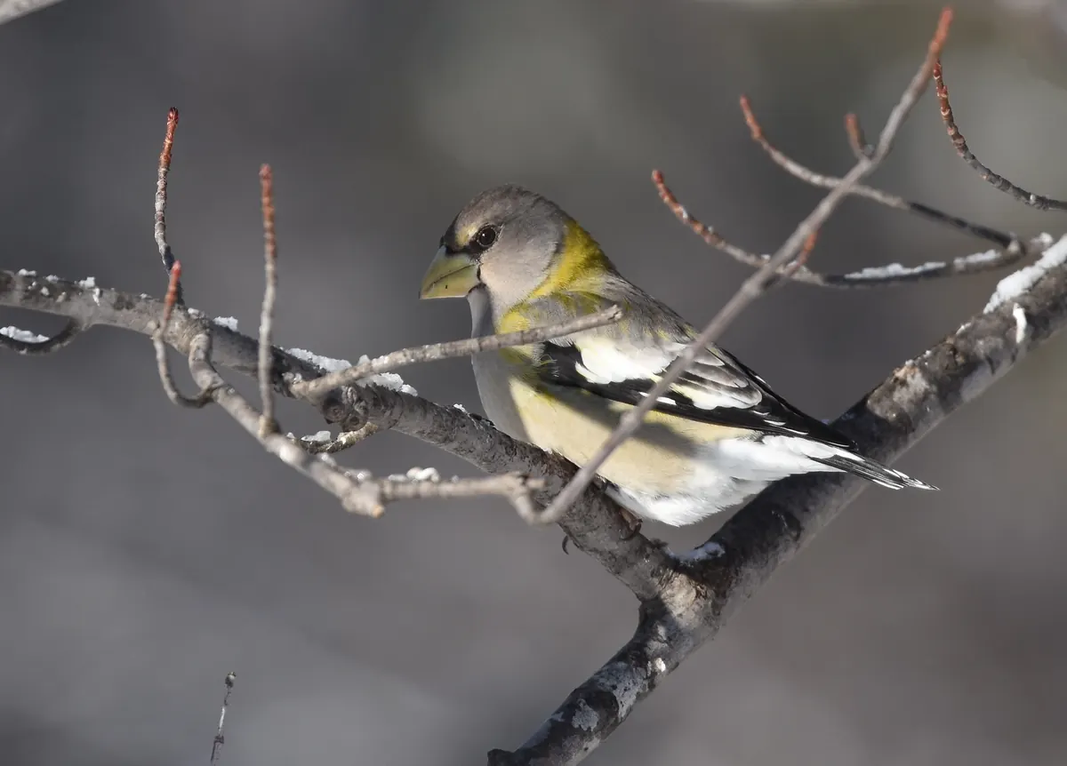 A gray and yellow female evening grosbeak with a thick pale bill perched on a snowy twig