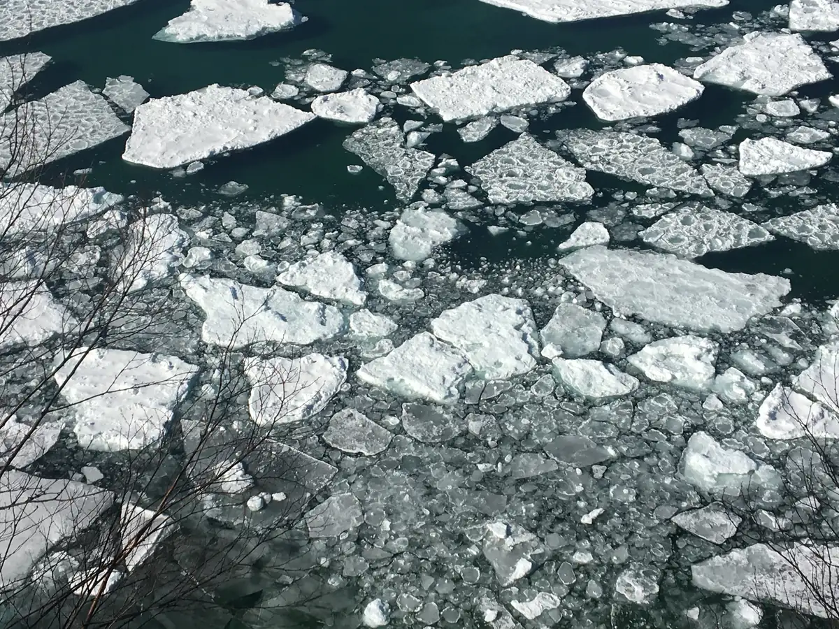 Broken plates of white ice floating on dark green Lake Superior water, seen from above through bare branches
