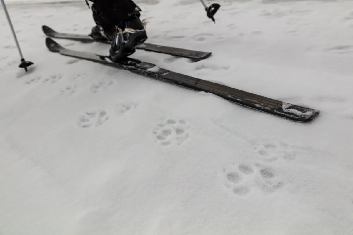 A line of large wolf paw prints in fresh snow beside a cross-country skier’s skis