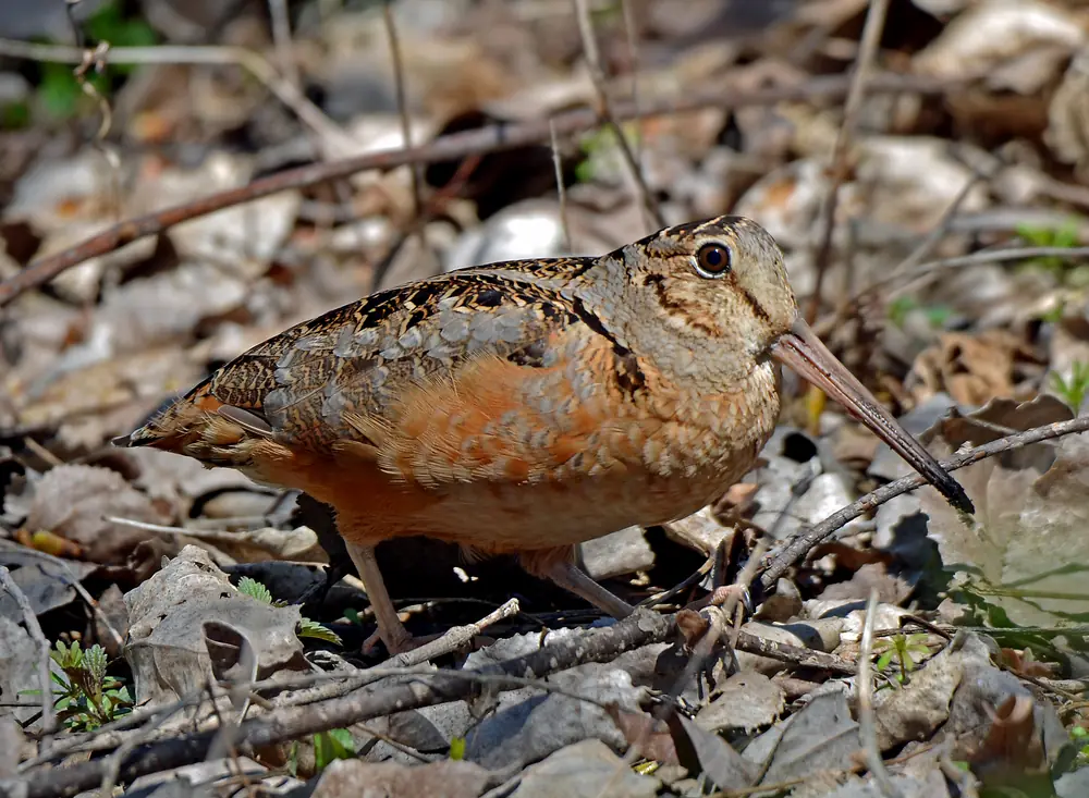A plump, well-camouflaged American woodcock with a long straight bill walking over dry leaf litter with a few tiny green sprouts