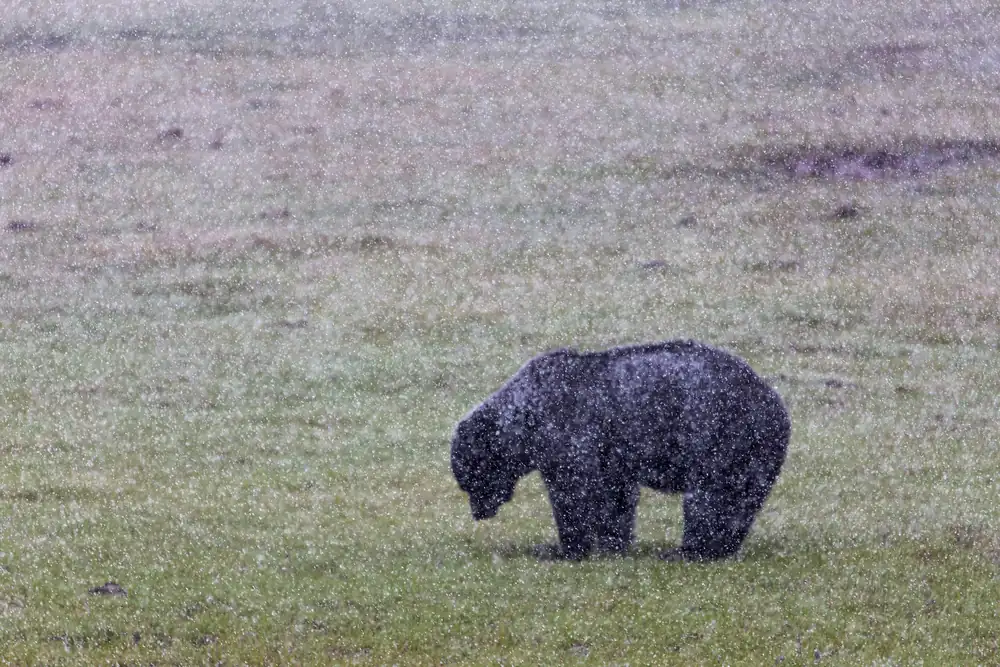 A black bear grazing on grass while snow falls around it