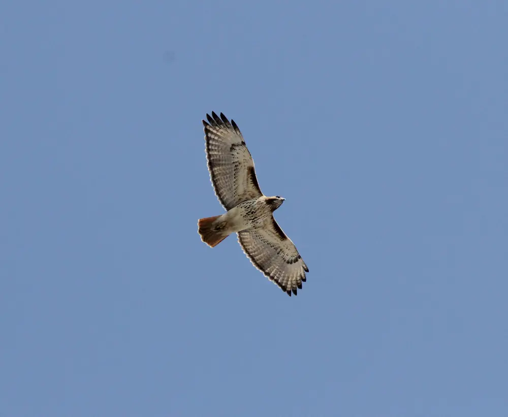 A red-tailed hawk soaring against a clear blue sky with wings and tail spread