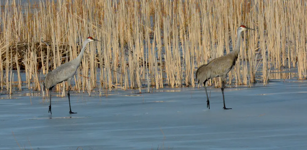 Two sandhill cranes standing on thin ice at the edge of a wetland, with tan marsh reeds behind them