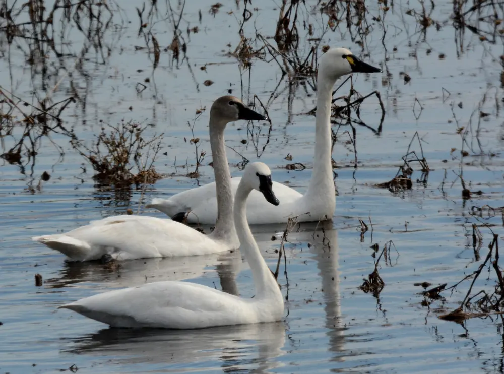Three white tundra swans floating on shallow open water among dark marsh stems