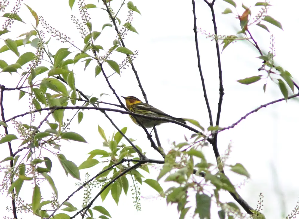 A small yellow-faced warbler with dark streaks perched on a bare branch among young green leaves and flower clusters.