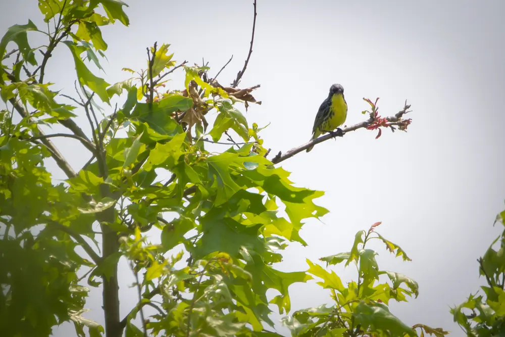 A small Kirtland's warbler with a bluish-gray back and yellow breast perched on a thin branch among young pines