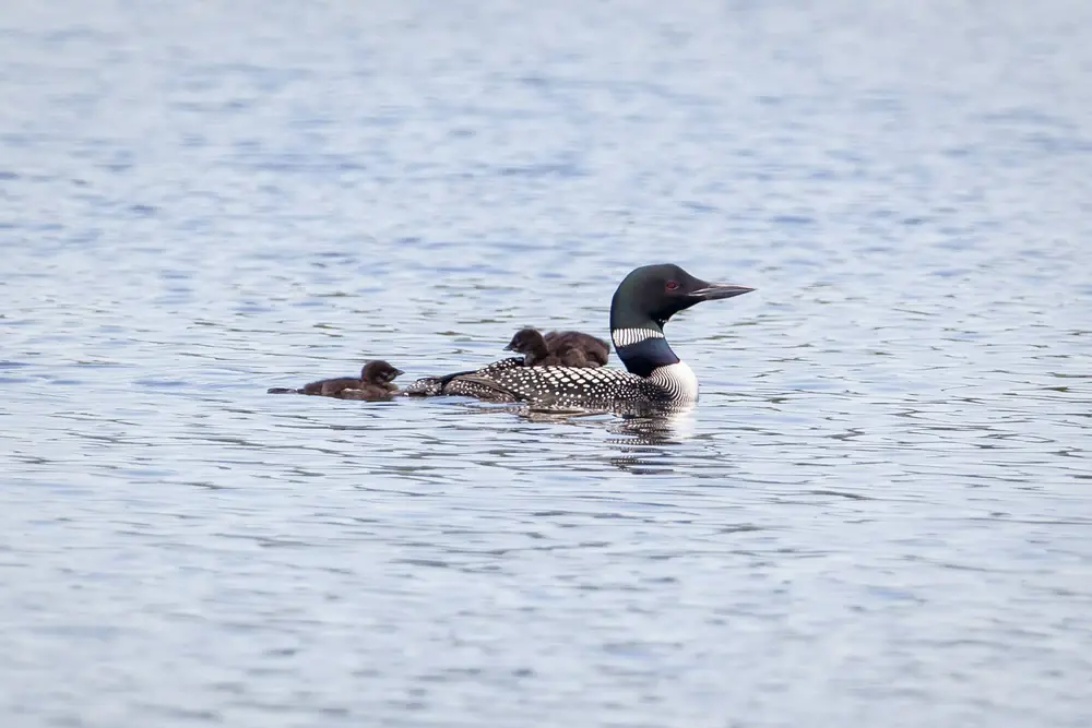 A common loon swimming on calm water with two fuzzy chicks close beside it