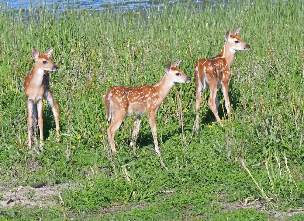 Three spotted white-tailed deer fawns standing in tall green grass.
