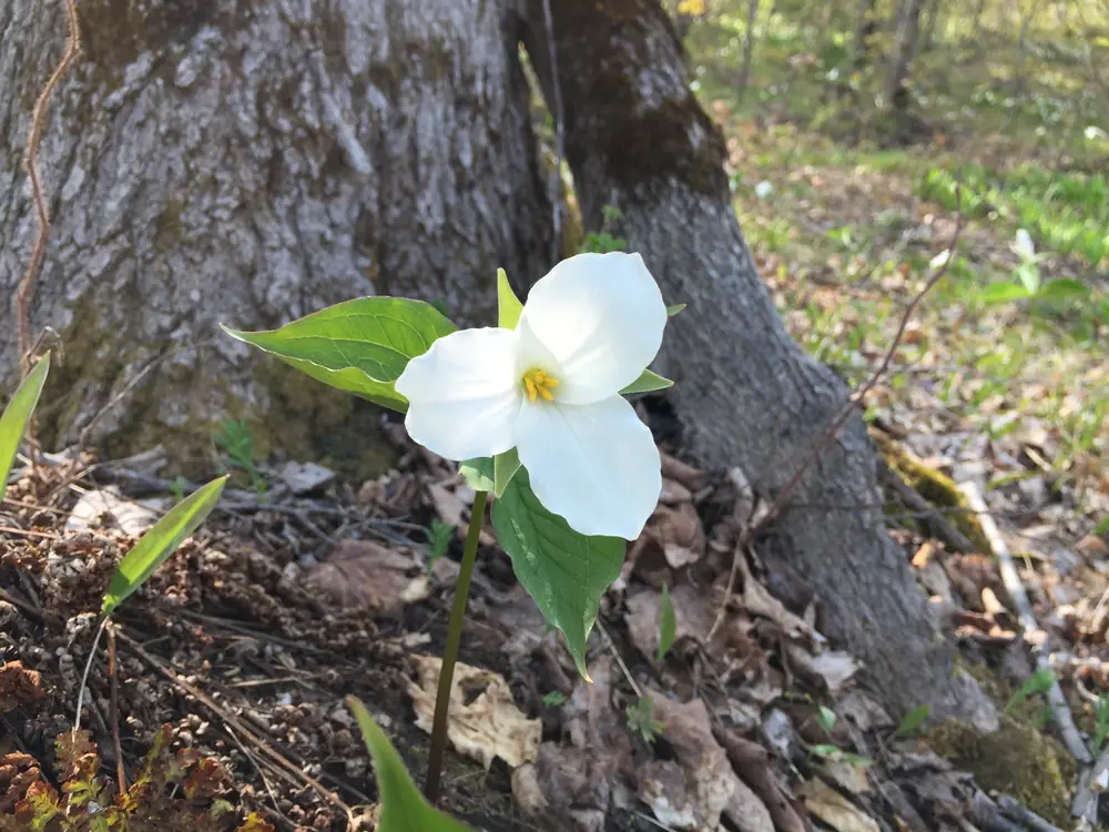 A single white trillium flower with three broad petals above three green leaves on a short stem