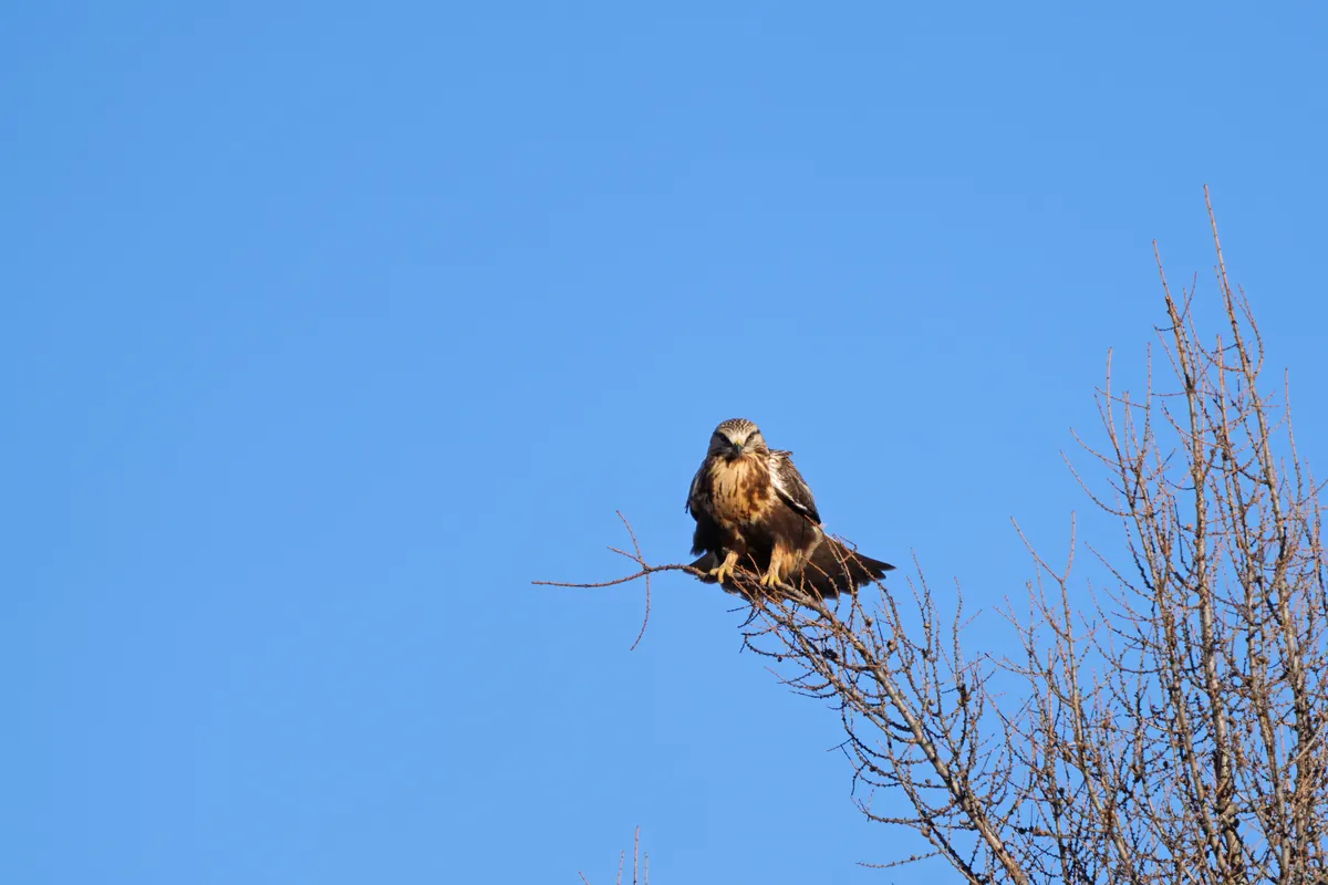 A dark brown rough-legged hawk perched at the top of a bare tree against a deep blue sky