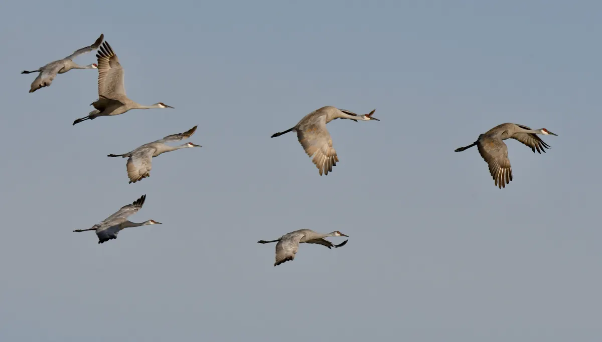 Seven gray sandhill cranes flying with necks and legs outstretched against a pale blue evening sky