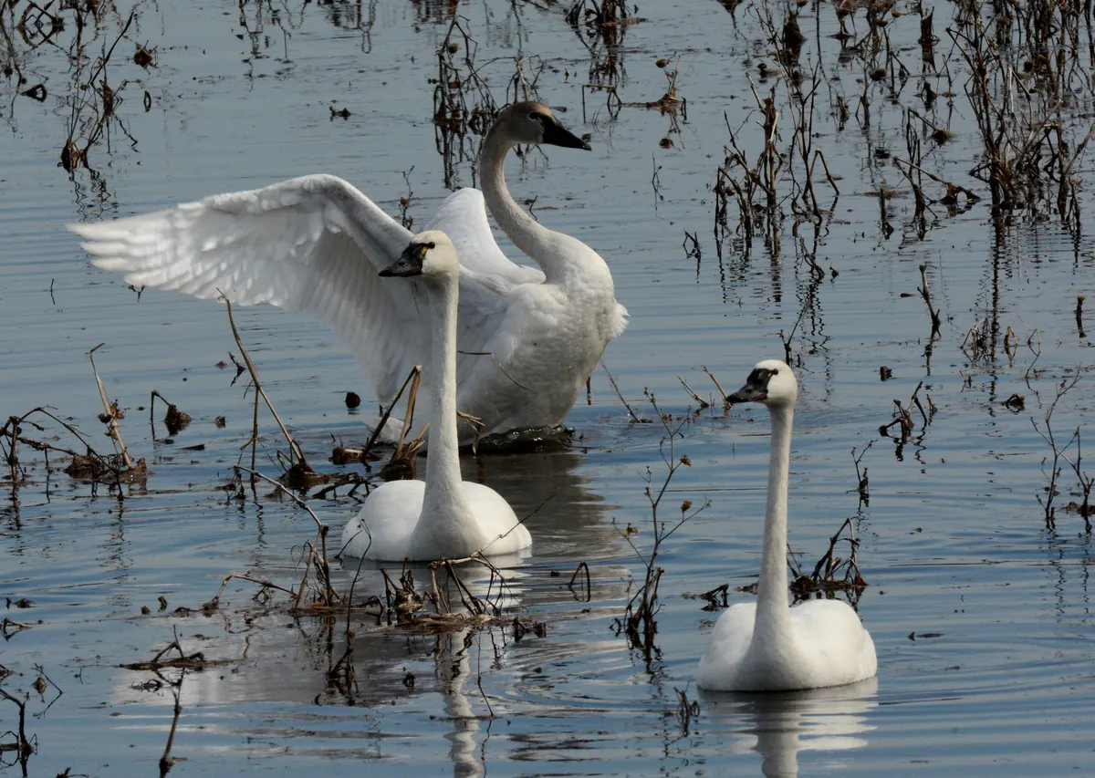 Four white tundra swans with black bills on shallow marsh water among dead stems, one raising its wings behind the others
