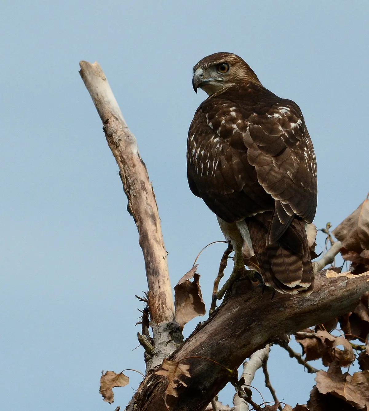A red-tailed hawk at Detroit River International Wildlife Refuge