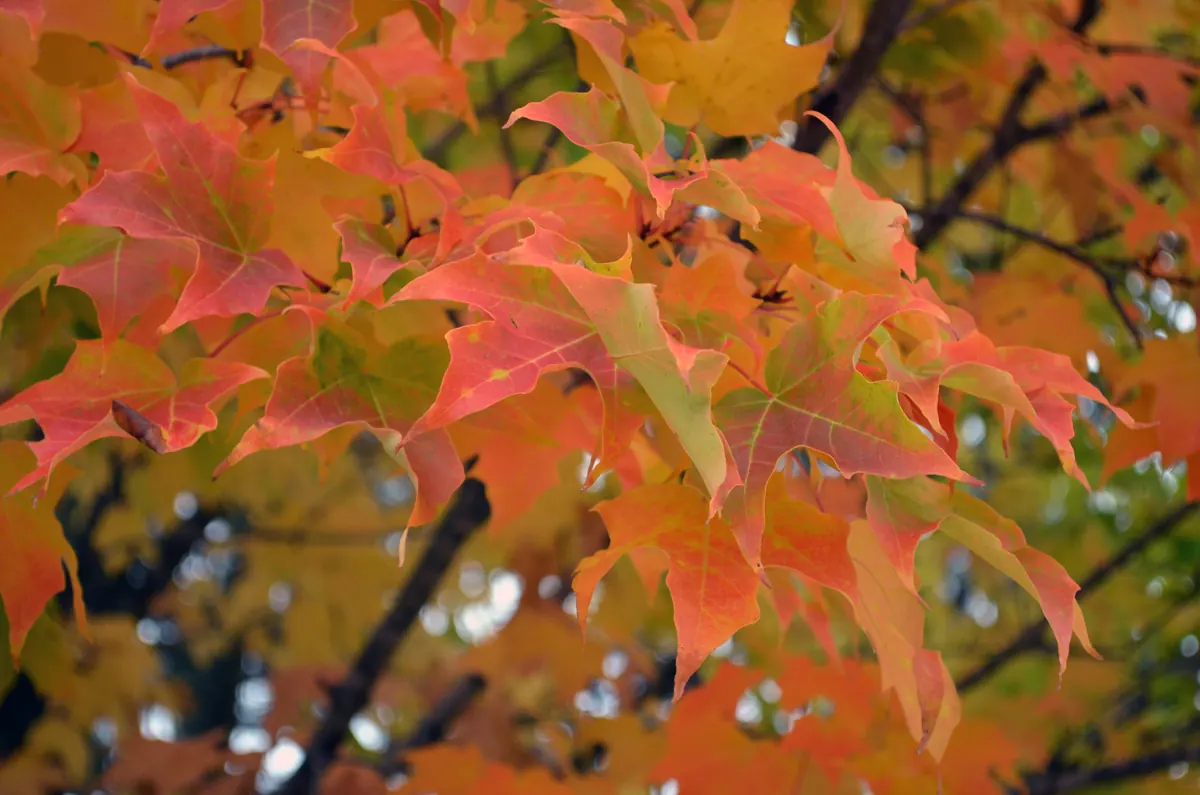 Close view of maple leaves turning orange, red and gold on a branch at Seney National Wildlife Refuge