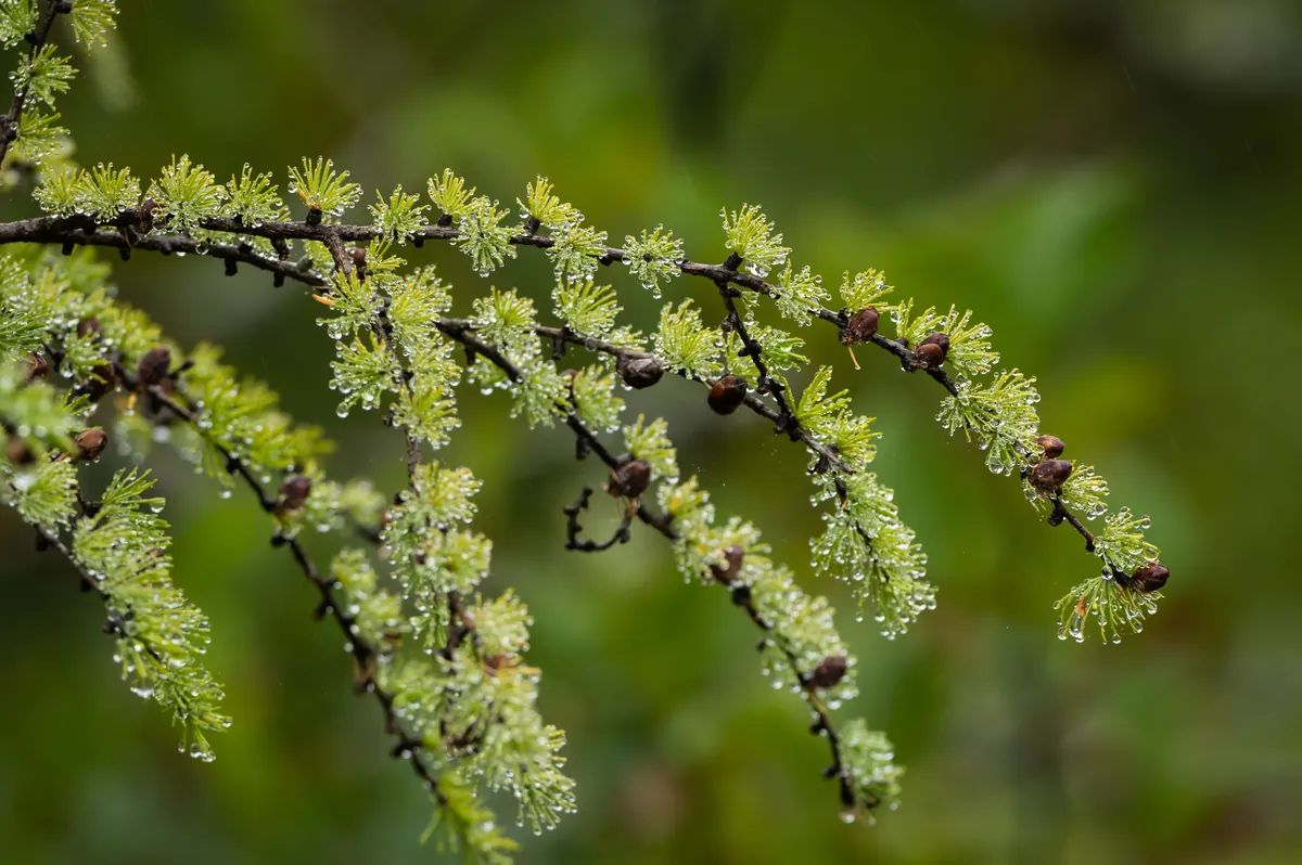 A tamarack branch with tufts of soft green needles and small brown cones, beaded with raindrops