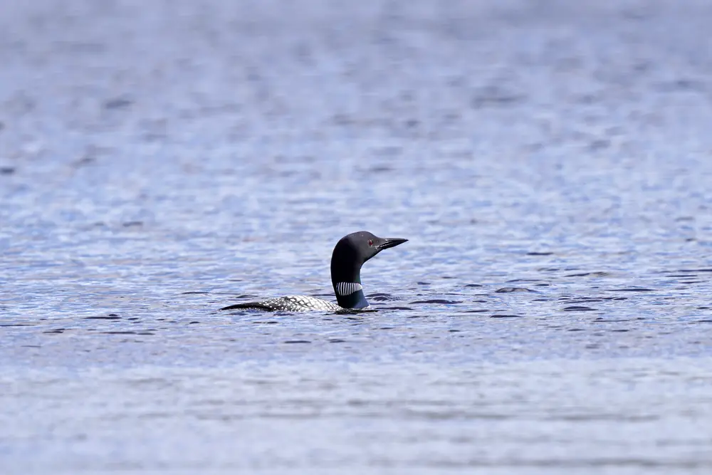 A common loon with a black head and a white-striped neck collar swimming on a rippled blue lake.