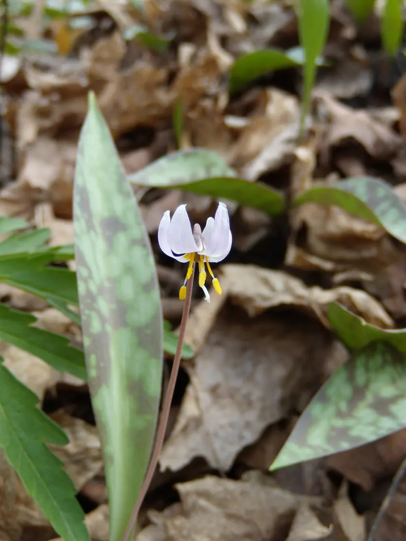 A single small white flower with swept-back petals and yellow stamens on a thin stem, beside mottled green leaves in brown leaf litter.