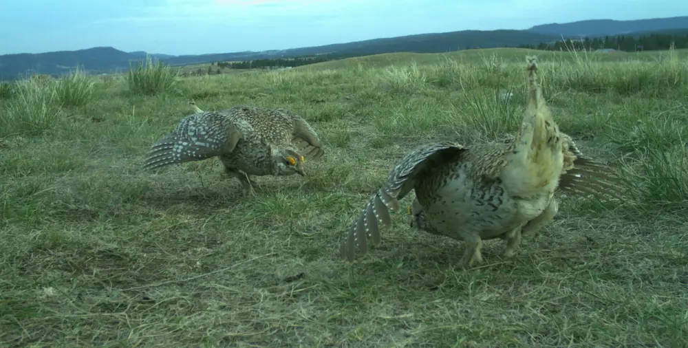 Two male sharp-tailed grouse facing each other on short prairie grass with wings spread and tails raised.