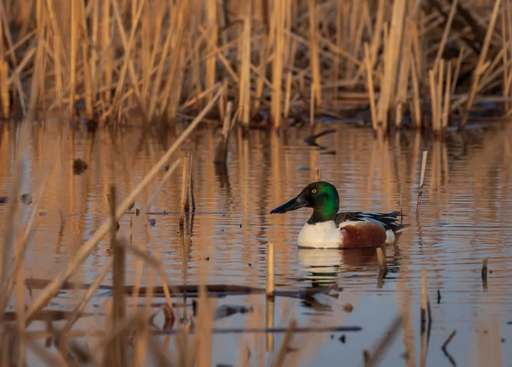 A male northern shoveler with a green head, white chest and rusty flanks swimming among last year's golden cattails.