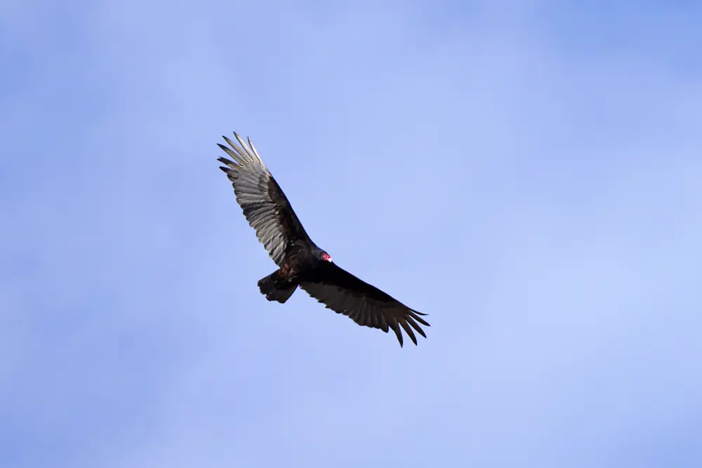 A dark turkey vulture with a red head soaring on long wings against a pale blue sky.