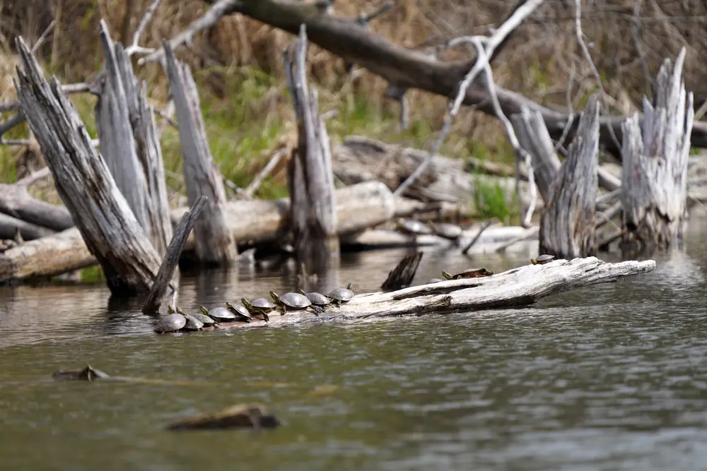 A row of painted turtles basking on a gray log over dark water in front of leafless brush and a few new green shoots.