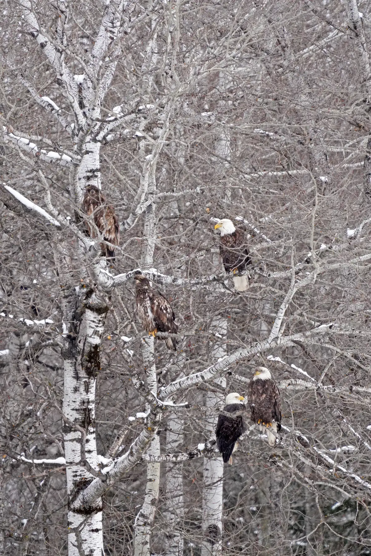 Five eagles perched in bare, snow-dusted birch trees, three with white heads and two with mottled brown plumage.