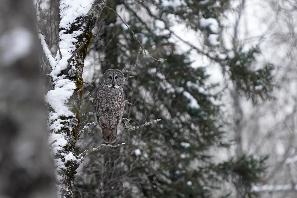 A large gray owl with a round facial disk and yellow eyes perched on a branch beside a snow-covered trunk among dark conifers.