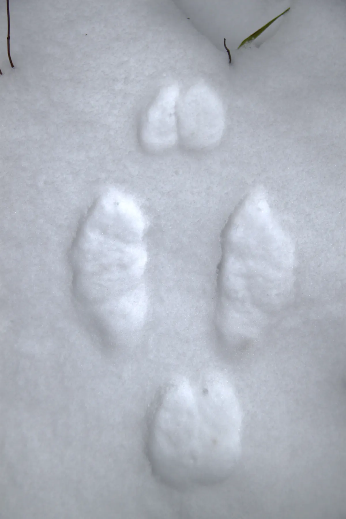 Close view of animal tracks in smooth snow: two long hind-foot prints side by side ahead of smaller front-foot prints.