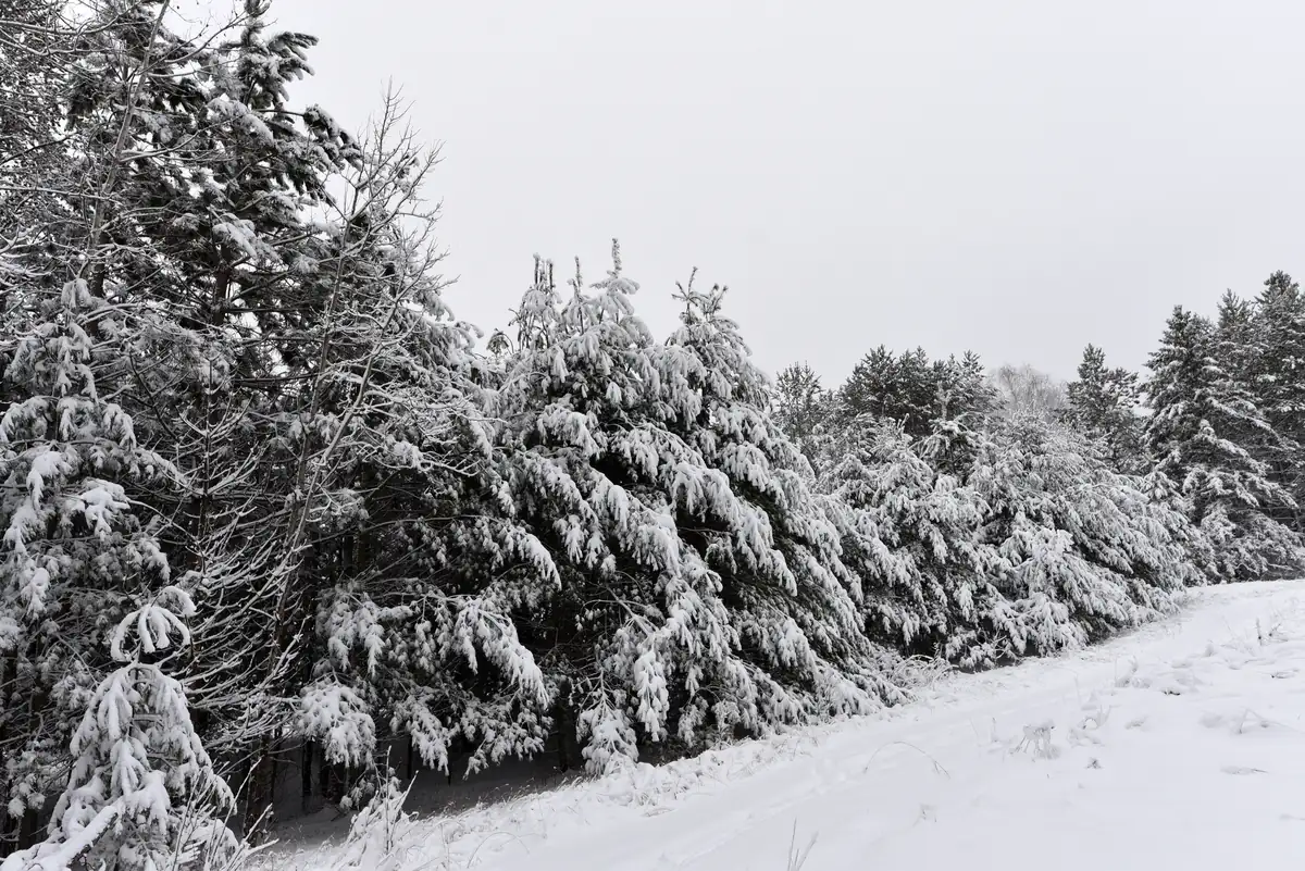 A row of young pines heavily loaded with fresh snow along a snowy track under a white sky.
