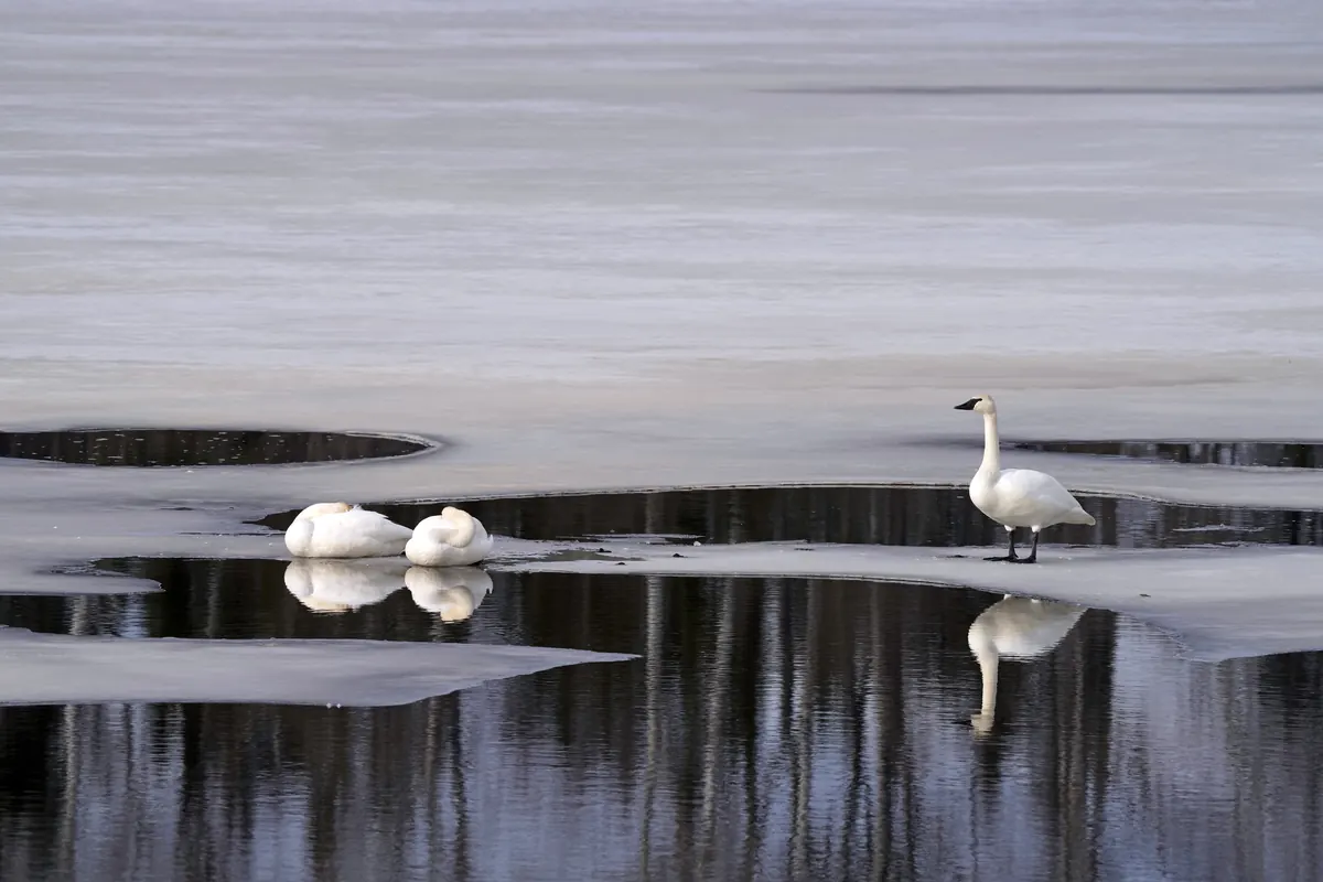 Three white swans at the edge of gray lake ice beside dark open water, one standing upright while two rest with heads tucked.