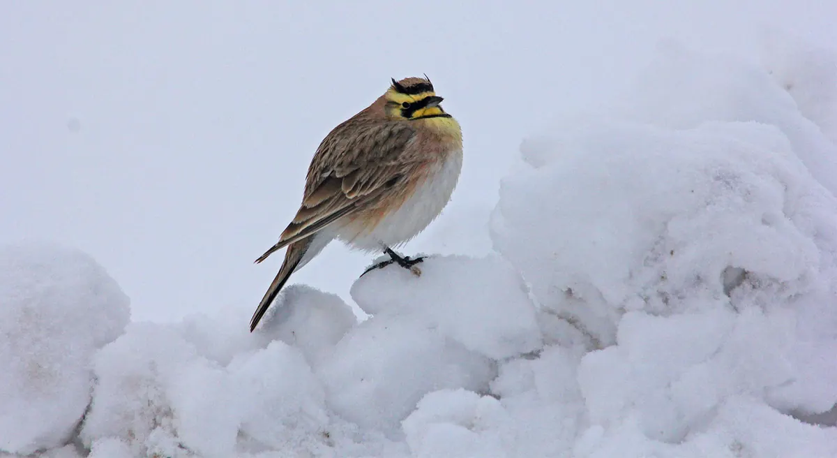 A small brown bird with a black and yellow face pattern and tiny black feather horns perched on a mound of snow.