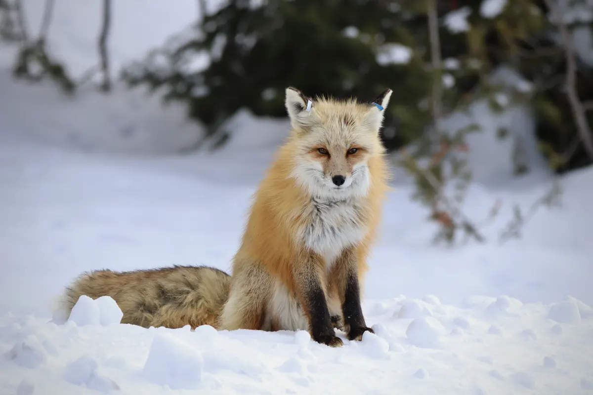 A red fox with a thick orange and white winter coat sitting upright in deep snow in front of evergreens.