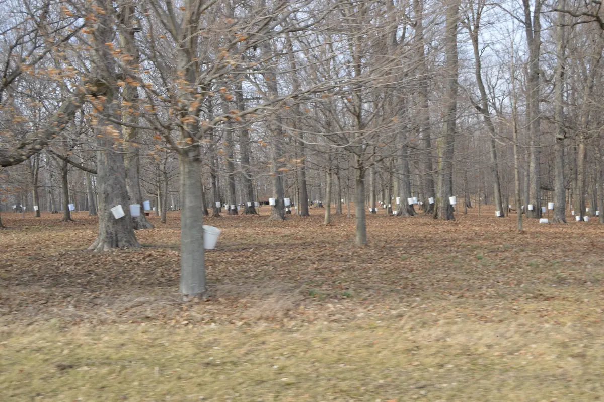 A leafless woodlot of large maples with white collection buckets hanging from many trunks above a floor of brown leaves.
